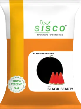 SISCO BLACK BEAUTY