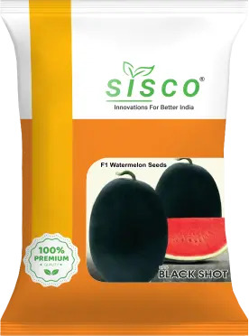 SISCO BLACK SHOT