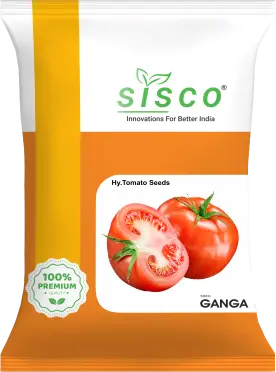 SISCO GANGA