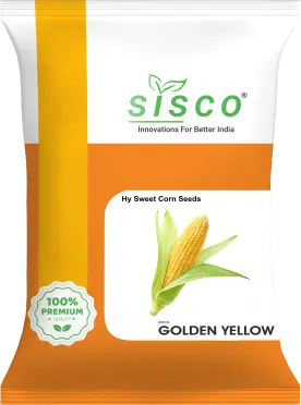 SISCO GOLDEN YELLOW