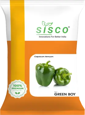 SISCO GREEN BOY