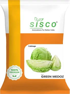 SISCO GREEN MEDOZ