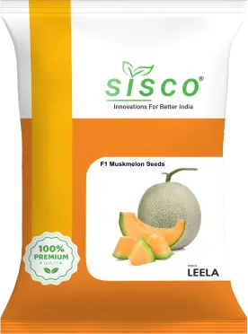 SISCO LEELA