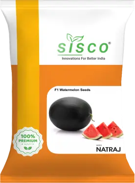 SISCO NATRAJ