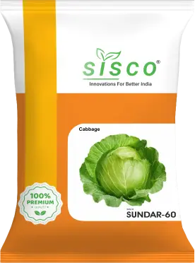 SISCO SUNDAR-60