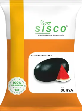 SISCO SURYA