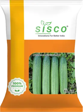 SISCO TILAK