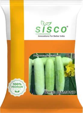 SISCO WHITE DIAMOND