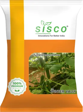 SISCO WINTER VALLY