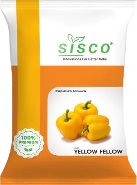 SISCO YELLOW FELLOW