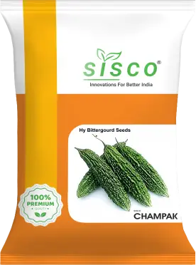 SISCO CHAMPAK