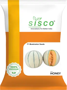 SISCO HONEY