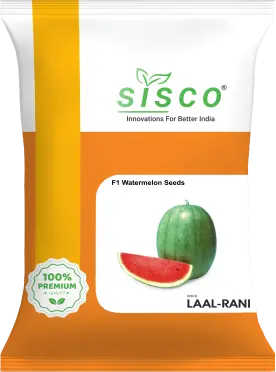 SISCO LAAL-RANI
