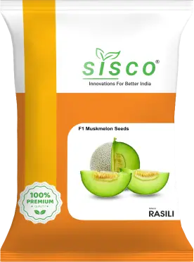 SISCO RASILI